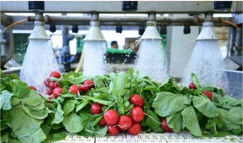PROCESO-LAVADO-FRUTAS-VERDURAS